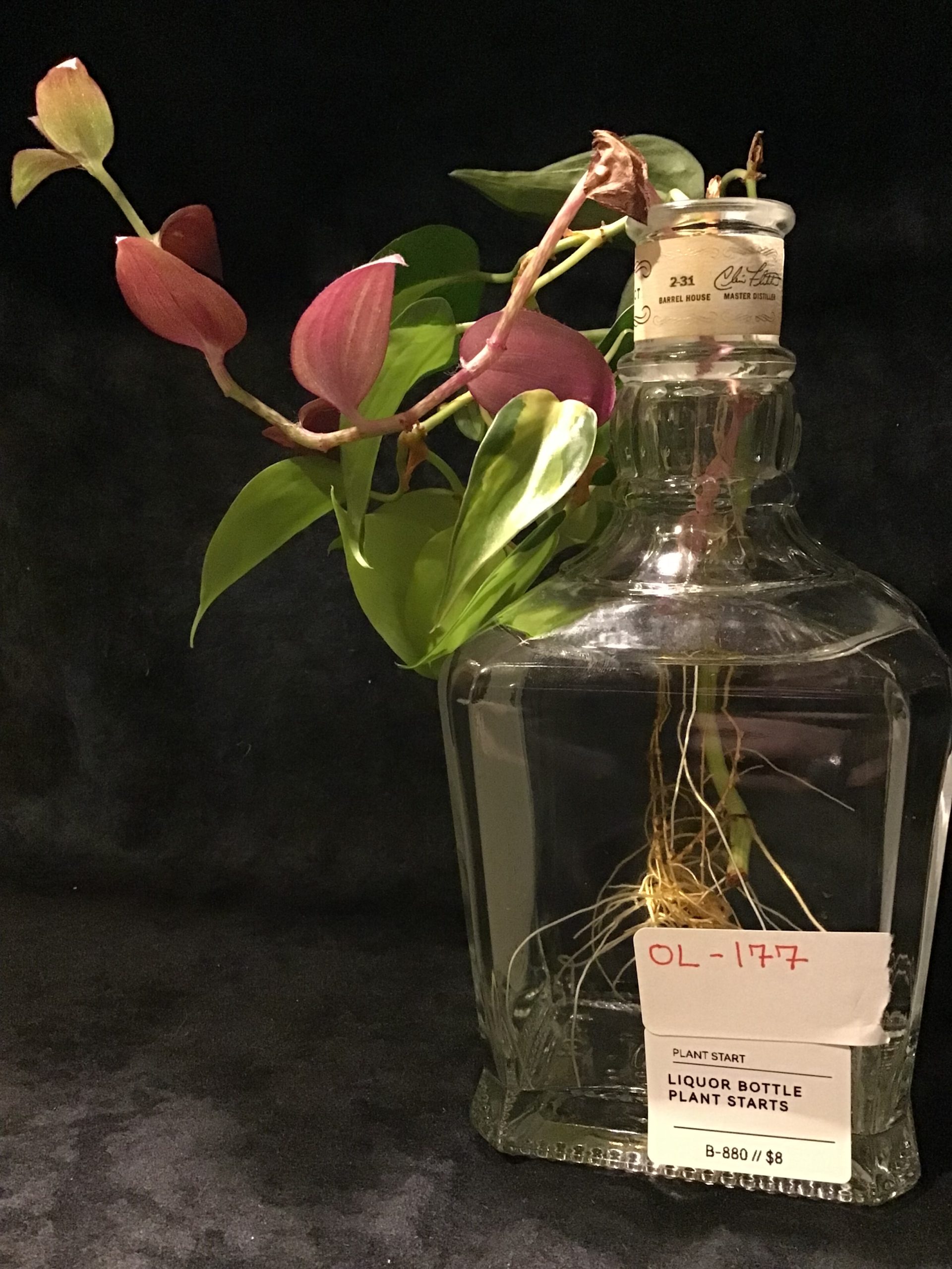 OL-177 Live Plant in a Bottle B-880